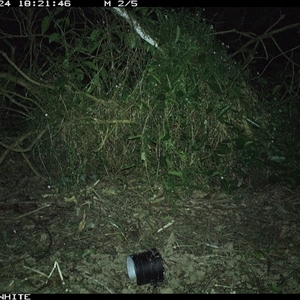 Vombatus ursinus (Bare-nosed Wombat) at Jamberoo, NSW - 24 Sep 2024 by nancyp