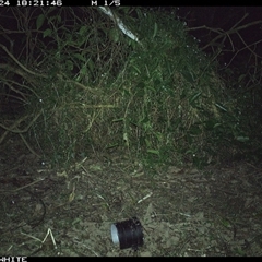 Vombatus ursinus at Jamberoo, NSW - 24 Sep 2024 06:21 PM