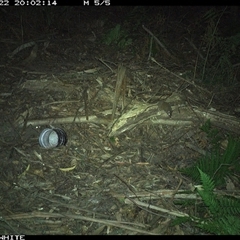 Antechinus sp. (genus) (Unidentified Antechinus) at Jamberoo, NSW - 22 Oct 2024 by nancyp