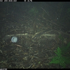 Potorous tridactylus (Long-nosed Potoroo) at Jamberoo, NSW - 2 Nov 2024 by nancyp