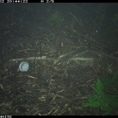 Potorous tridactylus (Long-nosed Potoroo) at Jamberoo, NSW - 2 Nov 2024 by nancyp