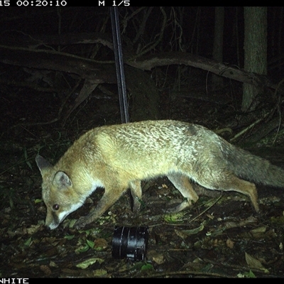 Vulpes vulpes (Red Fox) at Foxground, NSW - 15 Sep 2024 by nancyp