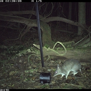 Perameles nasuta (Long-nosed Bandicoot) at Jamberoo, NSW - 18 Sep 2024 by nancyp