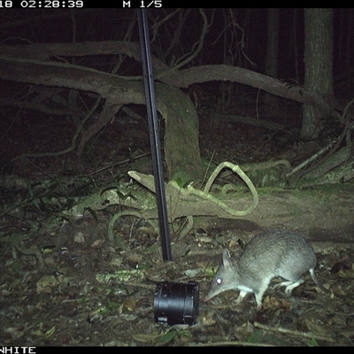 Perameles nasuta (Long-nosed Bandicoot) at Jamberoo, NSW - 18 Sep 2024 by nancyp