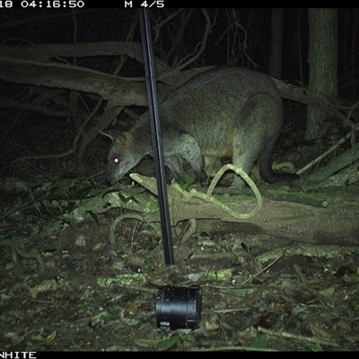 Wallabia bicolor (Swamp Wallaby) at Jamberoo, NSW - 18 Sep 2024 by nancyp