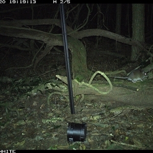Rattus fuscipes (Bush Rat) at Foxground, NSW - 20 Sep 2024 by nancyp