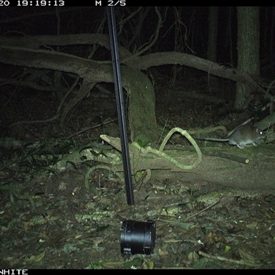 Rattus fuscipes (Bush Rat) at Jamberoo, NSW - 20 Sep 2024 by nancyp