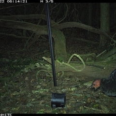 Alectura lathami (Australian Brush-turkey) at Foxground, NSW - 22 Sep 2024 by nancyp