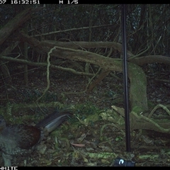 Menura novaehollandiae (Superb Lyrebird) at Jamberoo, NSW - 7 Oct 2024 by nancyp