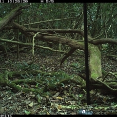 Ptilonorhynchus violaceus (Satin Bowerbird) at Jamberoo, NSW - 11 Oct 2024 by nancyp