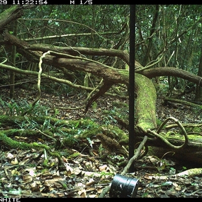 Zoothera lunulata (Bassian Thrush) at Foxground, NSW - 29 Oct 2024 by nancyp
