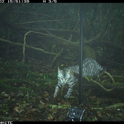 Felis catus (Feral Cat) at Foxground, NSW - 2 Nov 2024 by nancyp