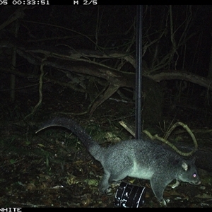 Trichosurus cunninghami (Mountain Brushtail Possum, Southern Bobuck) at Jamberoo, NSW - 5 Nov 2024 by nancyp