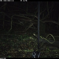 Rattus fuscipes (Bush Rat) at Jamberoo, NSW - 5 Nov 2024 by nancyp
