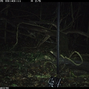 Rattus fuscipes (Bush Rat) at Foxground, NSW - 5 Nov 2024 by nancyp