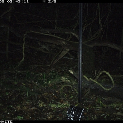 Rattus fuscipes (Bush Rat) at Jamberoo, NSW - 5 Nov 2024 by nancyp