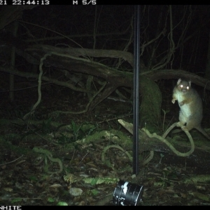 Pseudocheirus peregrinus (Common Ringtail Possum) at Jamberoo, NSW - 21 Nov 2024 by nancyp