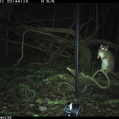 Pseudocheirus peregrinus (Common Ringtail Possum) at Foxground, NSW - 21 Nov 2024 by nancyp