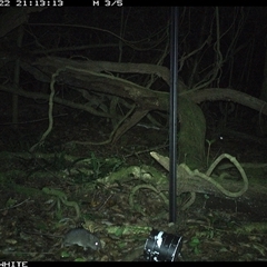 Rattus fuscipes (Bush Rat) at Foxground, NSW - 22 Nov 2024 by nancyp