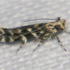 Otonoma anemois (A Cosmet moth (Cosmopteriginae) at Fairymead, QLD - 17 Oct 2008 by PJH123
