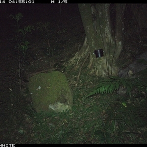 Vombatus ursinus (Bare-nosed Wombat) at Foxground, NSW - 14 Oct 2024 by JoelStibbardBCT