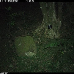 Vombatus ursinus at Foxground, NSW - 14 Oct 2024 04:55 AM