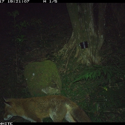 Vulpes vulpes (Red Fox) at Foxground, NSW - 17 Oct 2024 by JoelStibbardBCT