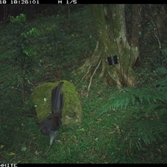 Menura novaehollandiae (Superb Lyrebird) at Foxground, NSW - 18 Oct 2024 by JoelStibbardBCT