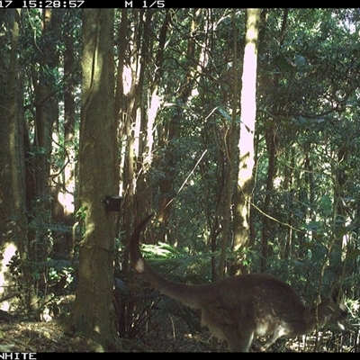 Macropus giganteus (Eastern Grey Kangaroo) at Foxground, NSW - 17 Oct 2024 by JoelStibbardBCT