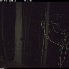 Vulpes vulpes (Red Fox) at Foxground, NSW - 30 Oct 2024 by JoelStibbardBCT