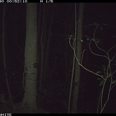 Vulpes vulpes (Red Fox) at Foxground, NSW - 30 Oct 2024 by JoelStibbardBCT