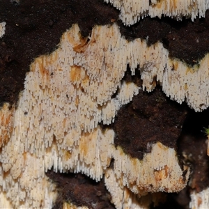 Corticioid fungi at Paddys River, ACT - 11 Jun 2025 by TimL