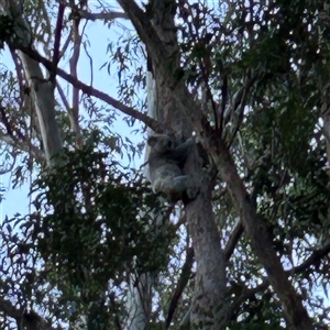 Phascolarctos cinereus at Bowman, NSW - 8 Jun 2025 04:32 PM