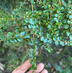 Pittosporum multiflorum (Orange Thorn) at Bowman, NSW - 12 Jun 2025 by FortyWallabies