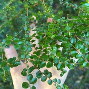 Pittosporum multiflorum at Bowman, NSW - 12 Jun 2025 01:42 PM