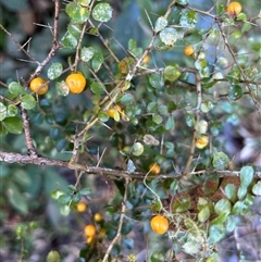 Pittosporum multiflorum at Bowman, NSW - 12 Jun 2025 01:42 PM
