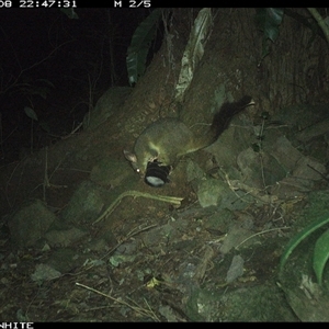 Trichosurus vulpecula (Common Brushtail Possum) at Bundewallah, NSW - 8 Sep 2024 by Bundy