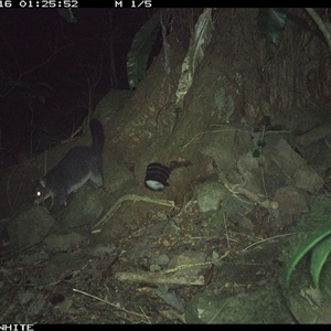 Trichosurus vulpecula (Common Brushtail Possum) at Bundewallah, NSW - 16 Sep 2024 by Bundy