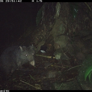 Vombatus ursinus (Bare-nosed Wombat) at Bundewallah, NSW - 26 Sep 2024 by Bundy