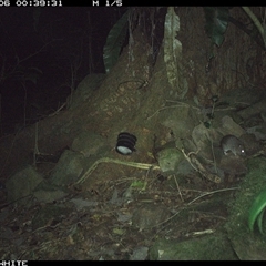 Rattus fuscipes (Bush Rat) at Bundewallah, NSW - 6 Oct 2024 by Bundy