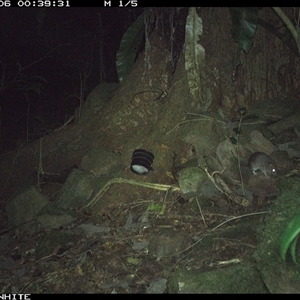 Rattus fuscipes (Bush Rat) at Bundewallah, NSW - 6 Oct 2024 by Bundy