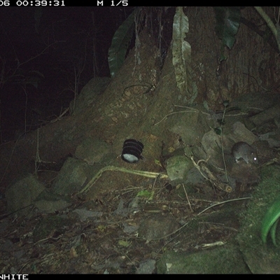 Rattus fuscipes (Bush Rat) at Bundewallah, NSW - 6 Oct 2024 by Bundy