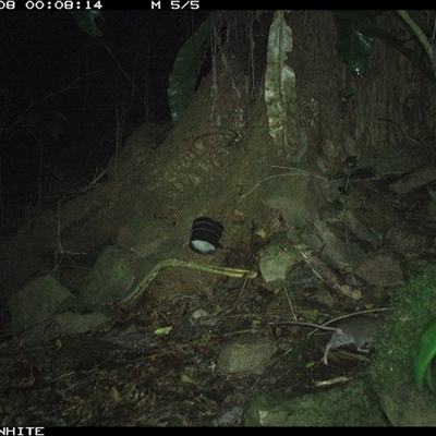 Rattus fuscipes (Bush Rat) at Bundewallah, NSW - 8 Oct 2024 by Bundy