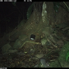Rattus fuscipes at Bundewallah, NSW - 8 Oct 2024 12:08 AM