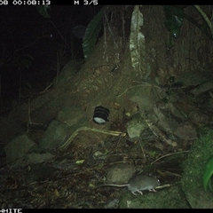 Rattus fuscipes at Bundewallah, NSW - 8 Oct 2024 12:08 AM