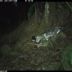 Felis catus (Feral Cat) at Bundewallah, NSW - 20 Oct 2024 by Bundy