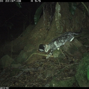 Felis catus (Feral Cat) at Bundewallah, NSW - 20 Oct 2024 by Bundy