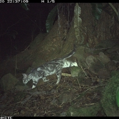 Felis catus at Bundewallah, NSW - 20 Oct 2024 10:37 PM
