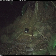Rattus fuscipes (Bush Rat) at Bundewallah, NSW - 25 Oct 2024 by Bundy