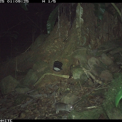 Rattus fuscipes (Bush Rat) at Bundewallah, NSW - 25 Oct 2024 by Bundy